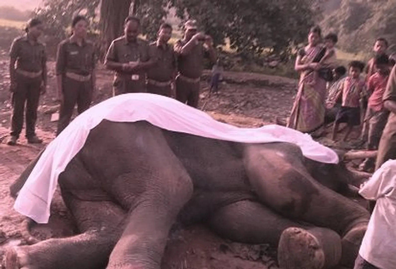 Jumbo dies of suspected electrocution in Odisha’s Sundargarh
