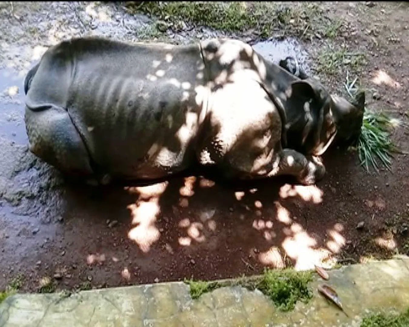 Sole rhinoceros at Odisha's Nandankanan zoo dies
