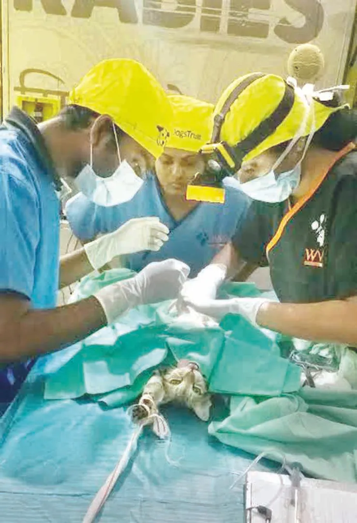 Mission Rabies: Five cats spayed in Odisha capital
