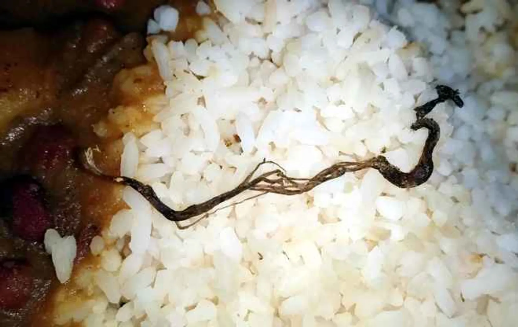 Snake found in mid-day meal in Odisha school!