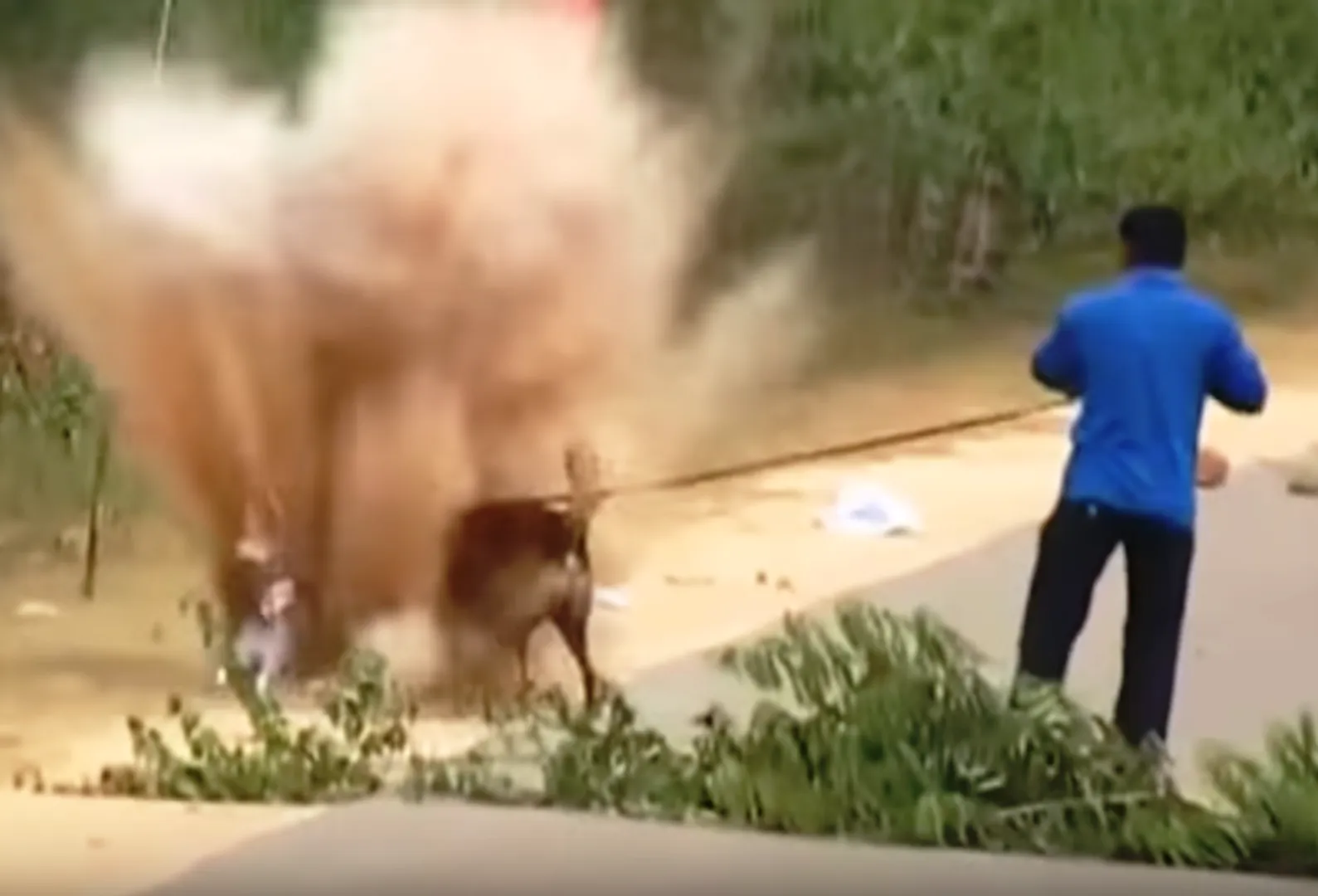 Sniffer dog injured in IED blast in Odisha to be shifted to Chennai