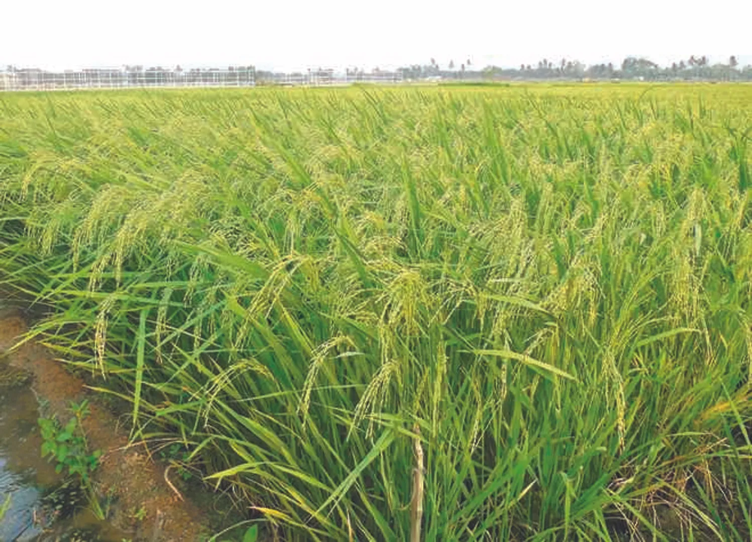Wetland route to sustainable urban future in Odisha