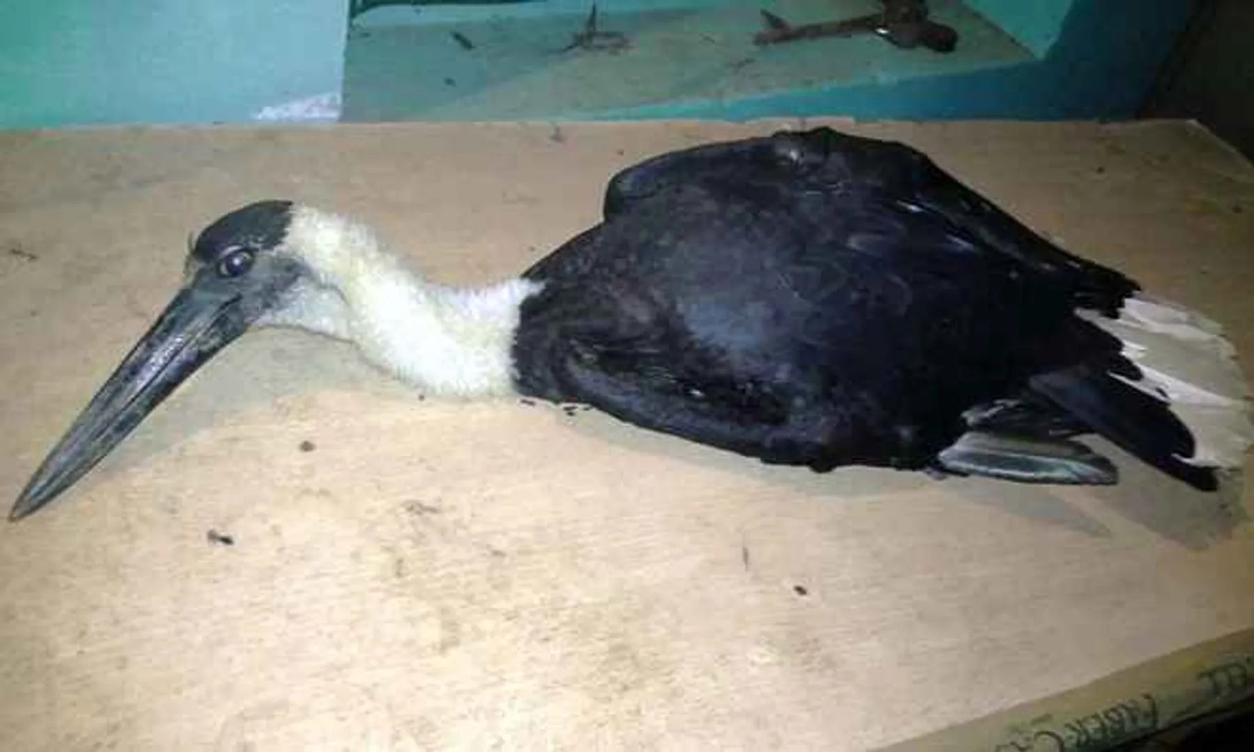Bullet-ridden Stork rescued in Odisha
