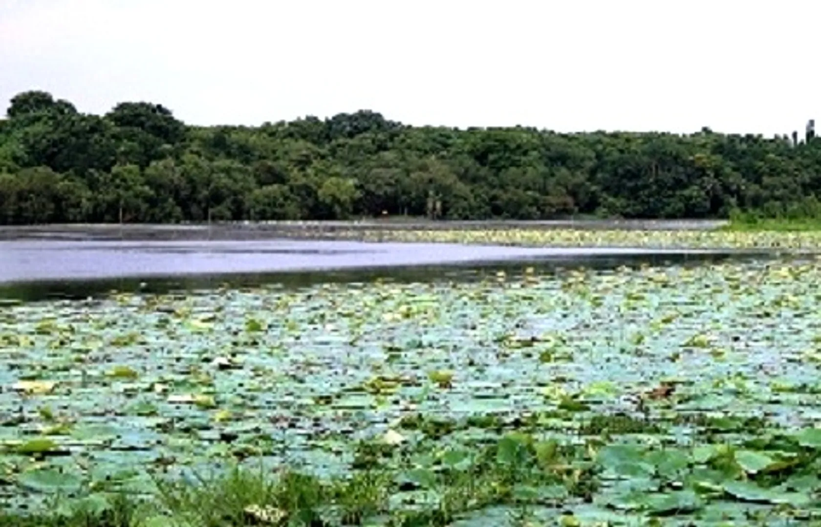 Odisha govt to restore Kanjia Lake on capital city outskirts