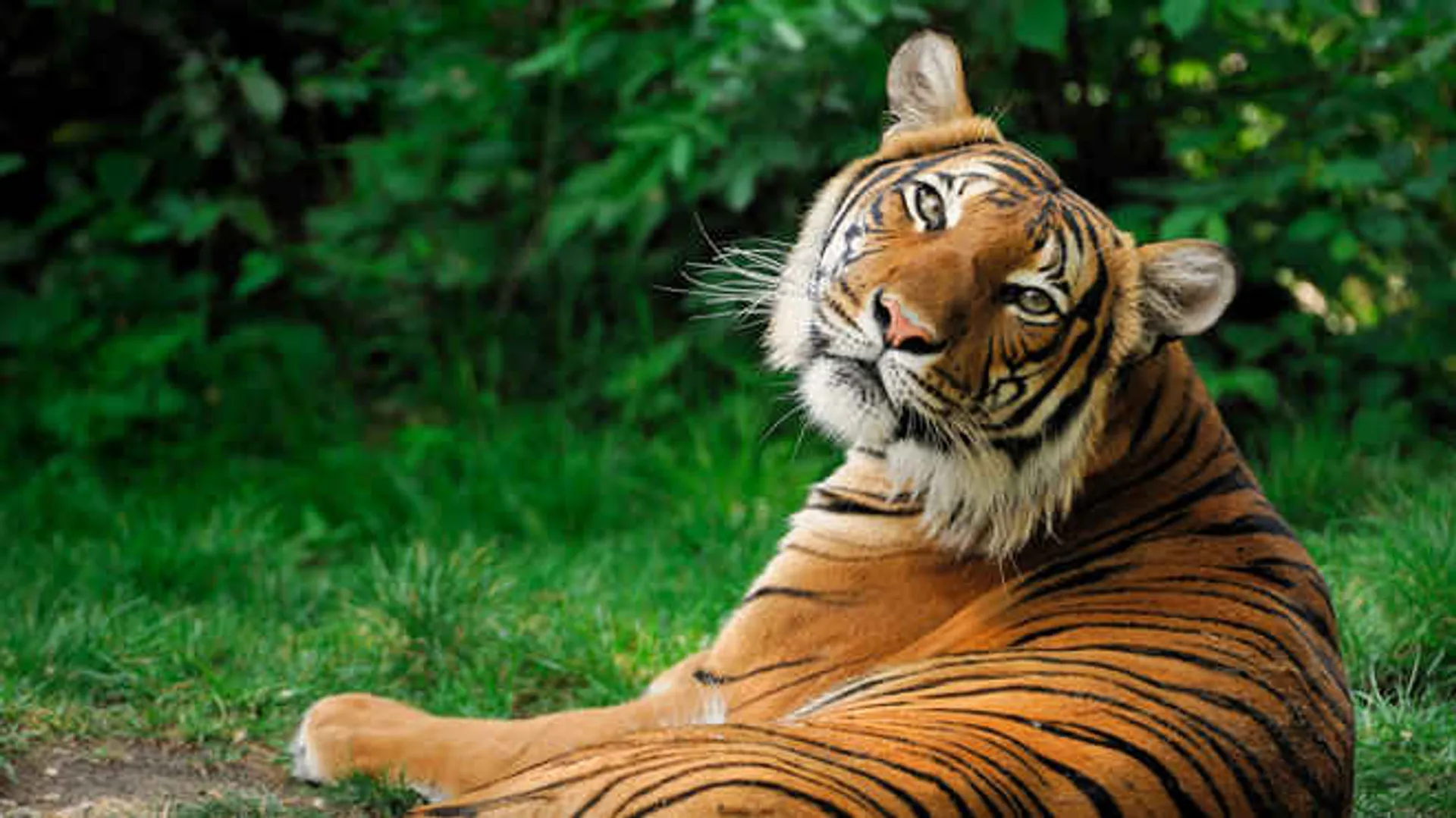Odisha forest officials get training to use mobile app to track tigers