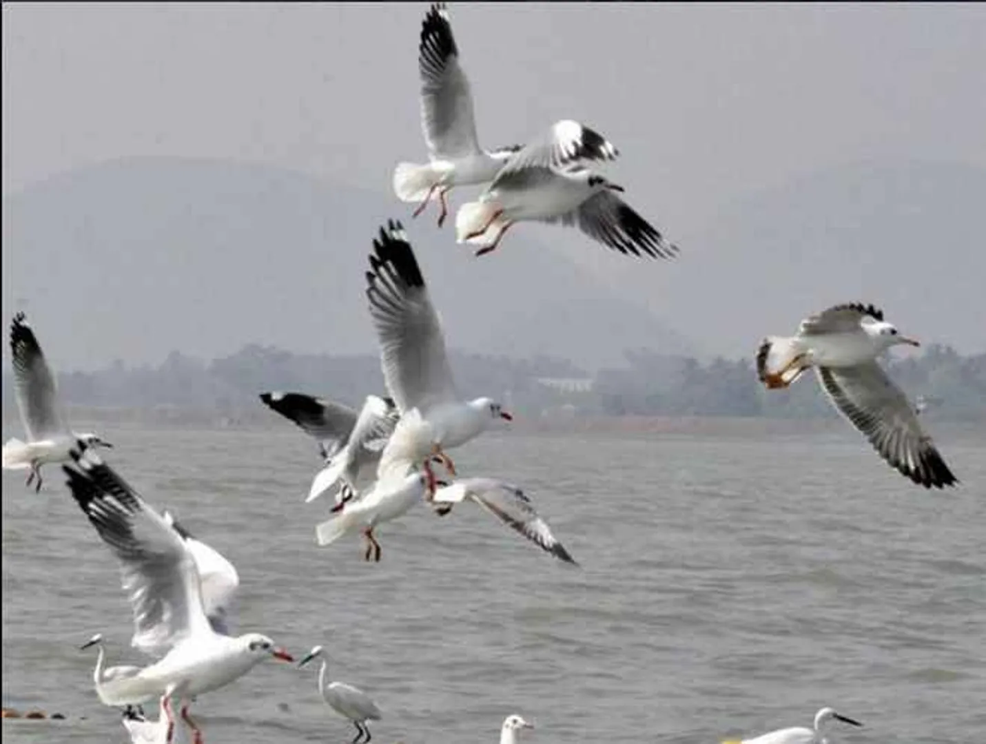 Birds decline in Odisha's water lagoon Chilika