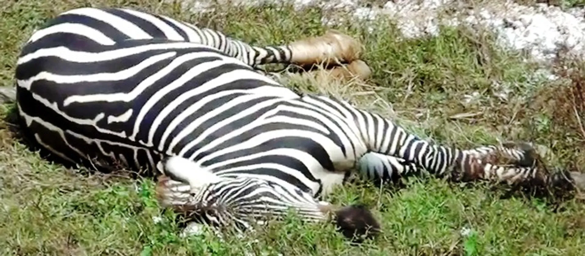 Male zebra dies in Odisha's Nandankanan zoo; one left