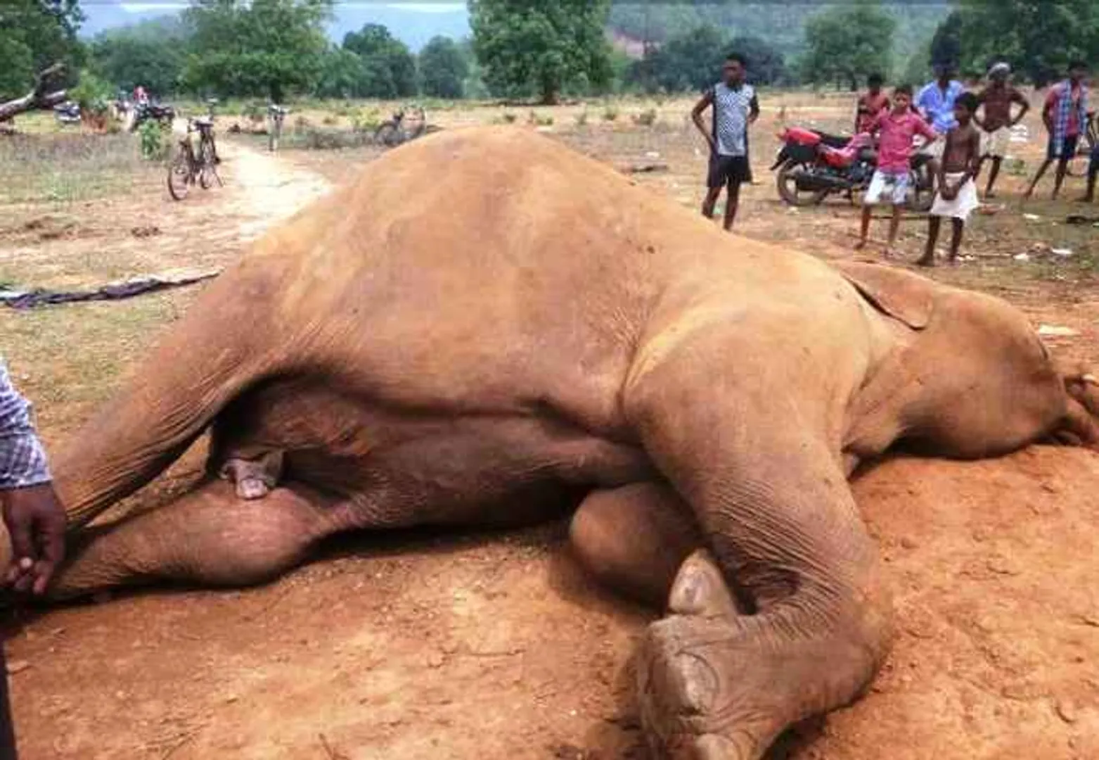 Carcass of tusker found in Odisha's Sundargarh