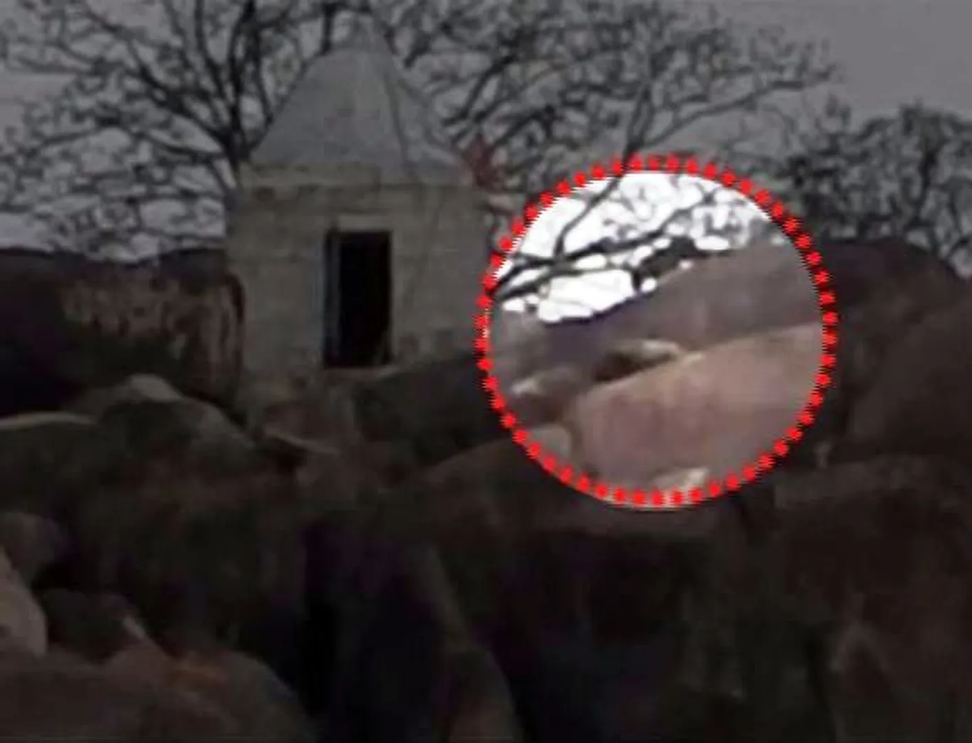 Tiger scare re-haunts locals in Haladi village; leopard spotted at temple. Watch video