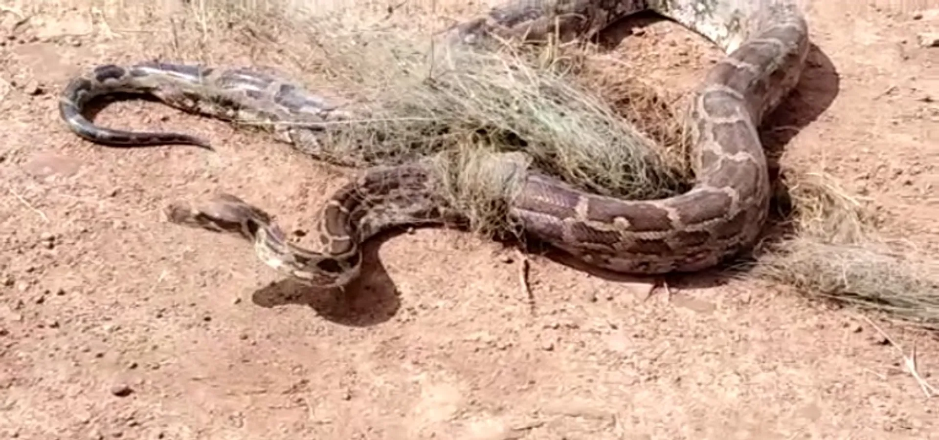 Python trapped in fishing net rescued from pond in Odisha