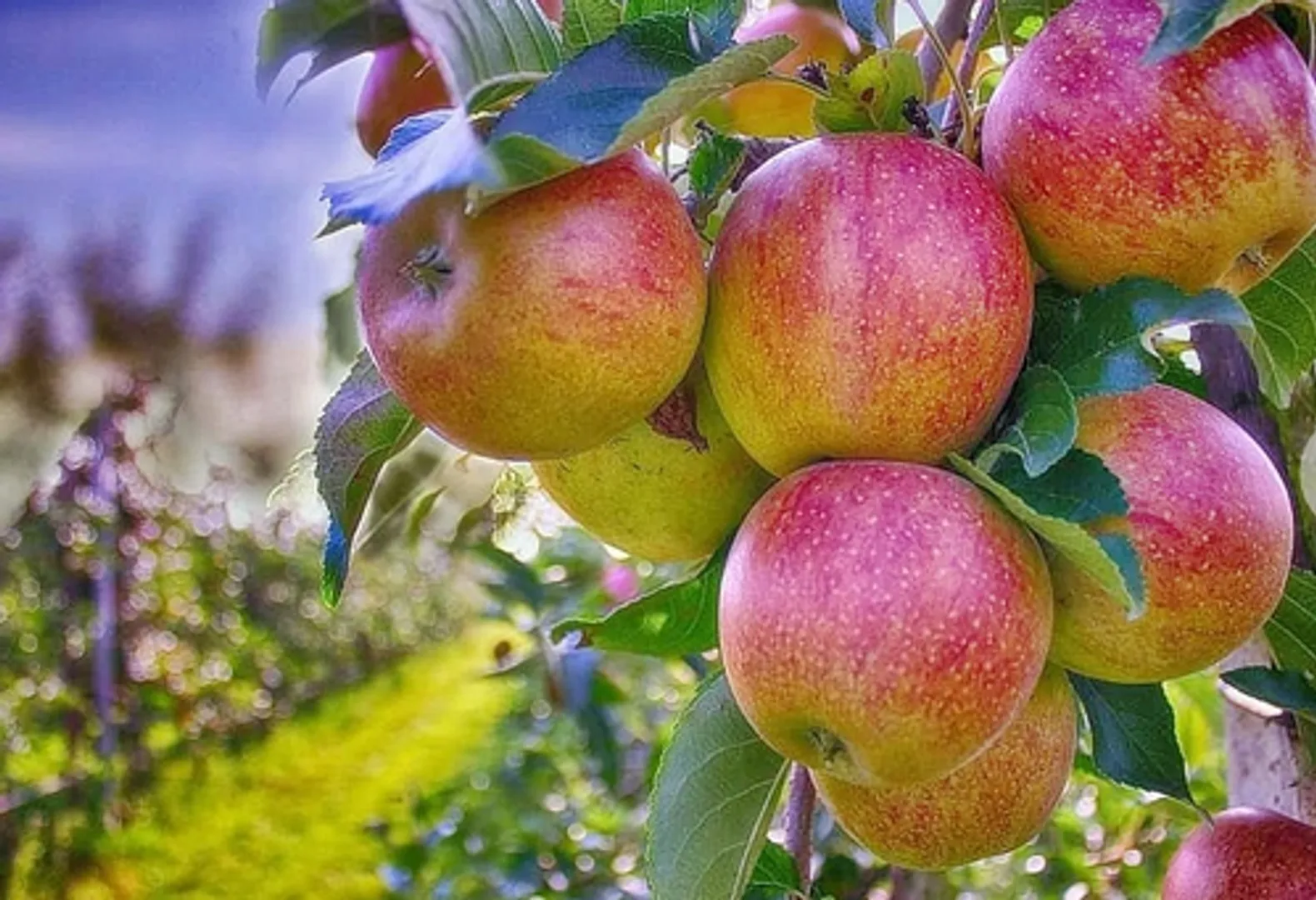 Himachal to ensure introduction of universal carton for apple marketing: Minister