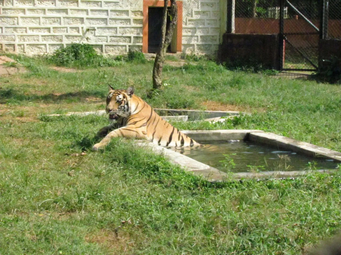Tigress 'Sara' dies at Odisha's Nandankanan Zoo