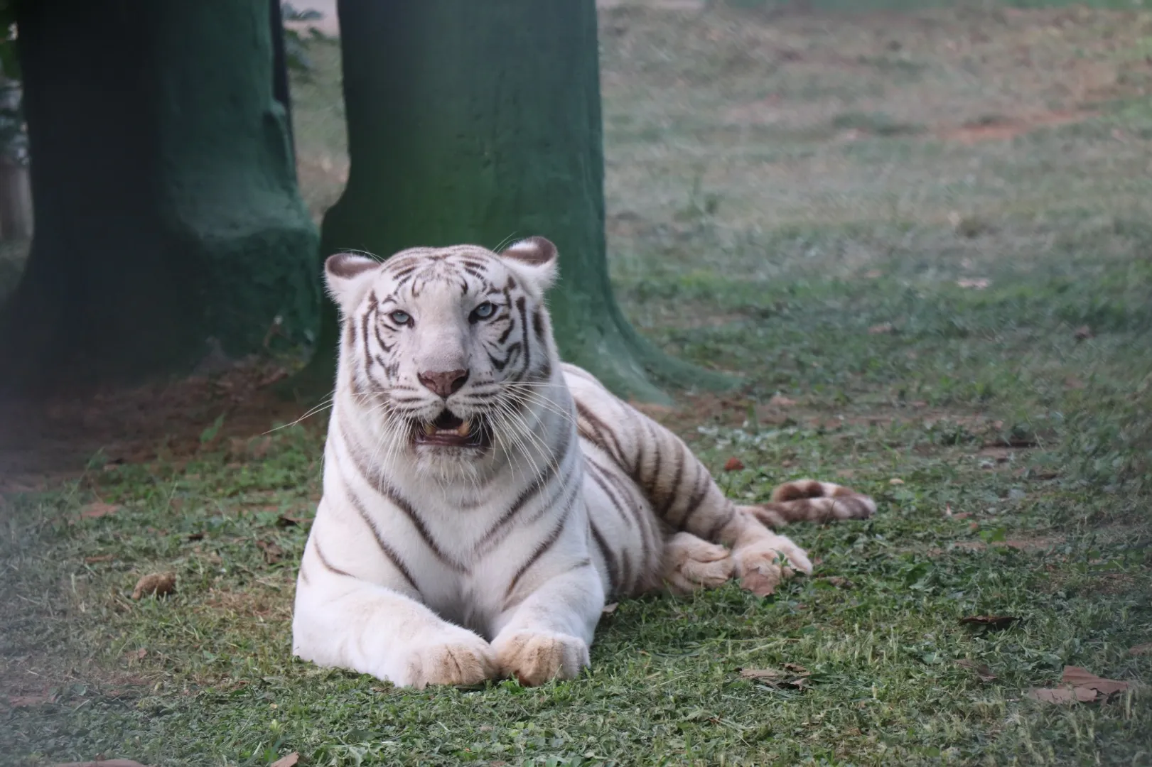 Odisha zoo welcomes new member on International Tiger Day