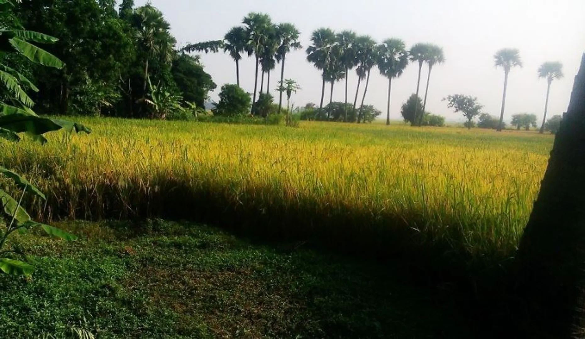 Cutting of palm trees in Odisha to require permission of Forest Department