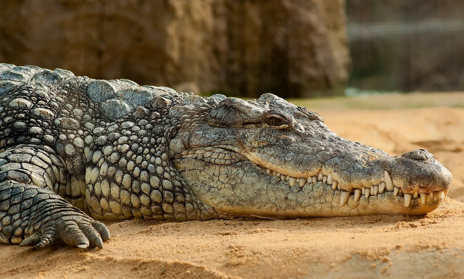 1,850 saltwater crocodiles in Bhitarkanika: Odisha Minister in Assembly