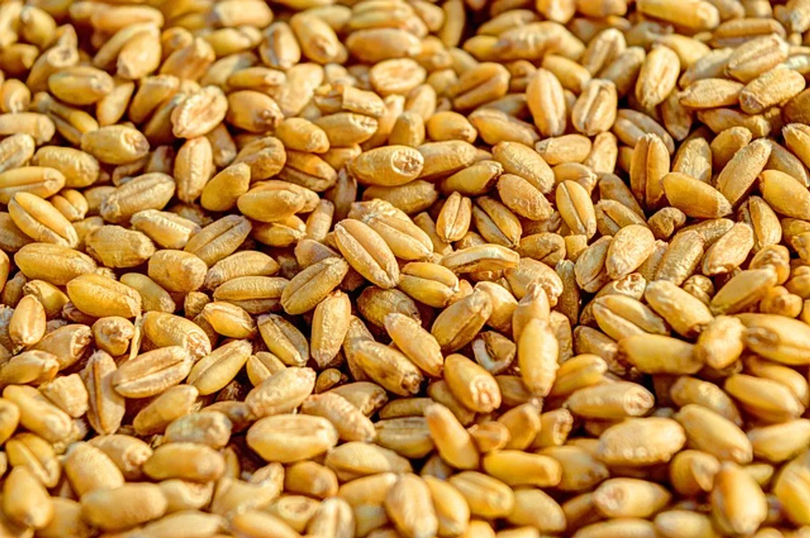 Ration card holders to get wheat along with rice in Odisha: Minister