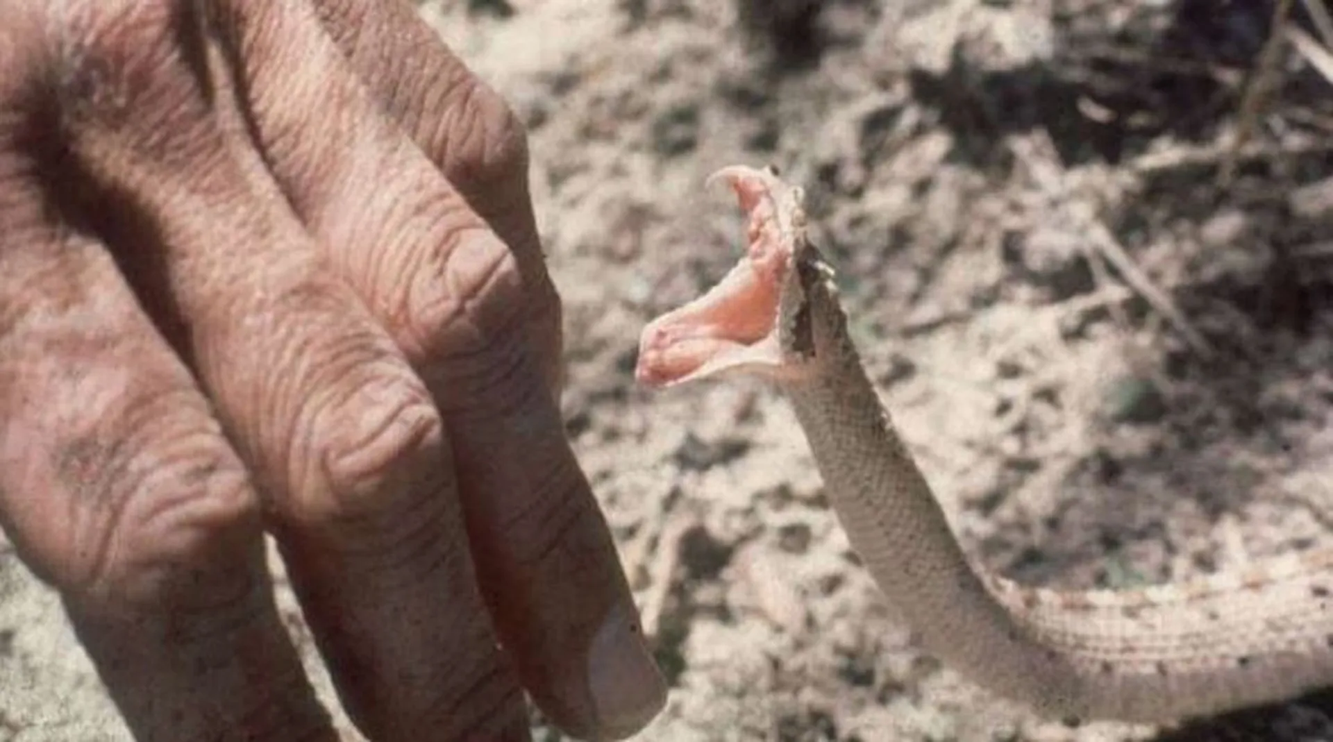 Mother and daughter died of snake bite