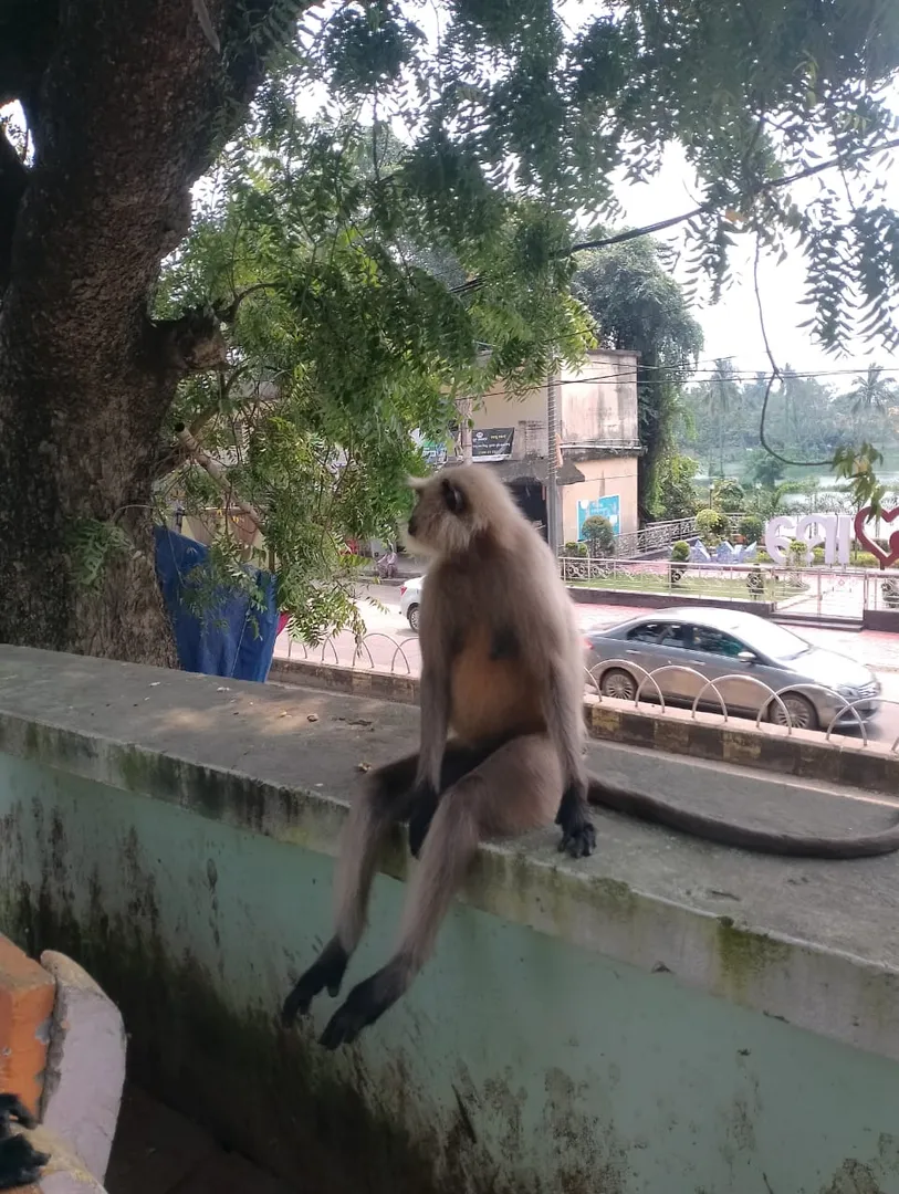 monkey7