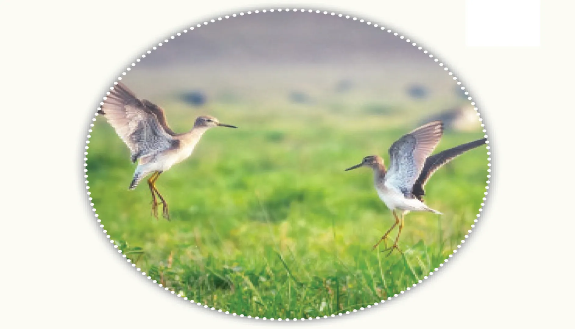 bird