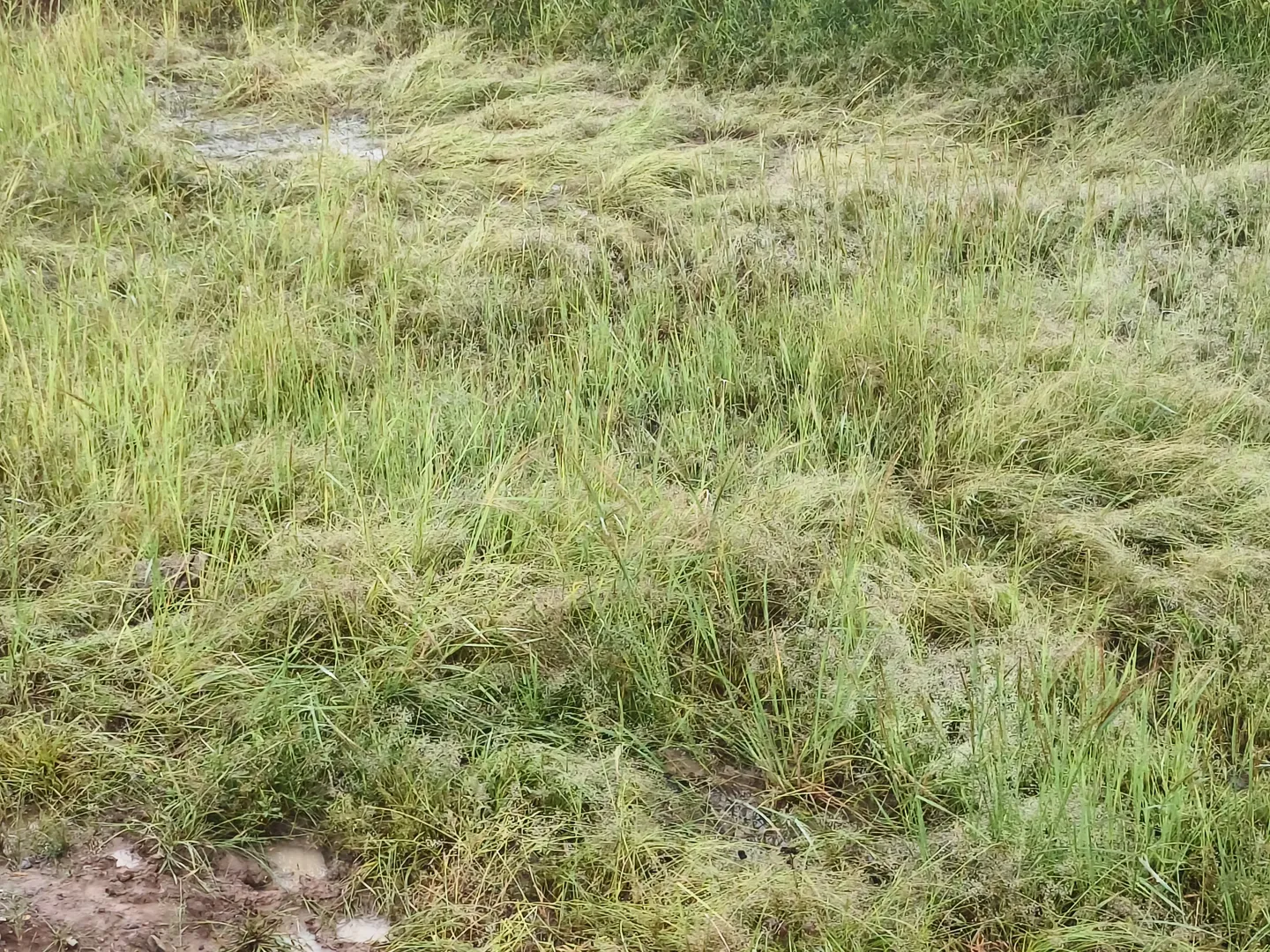 crop