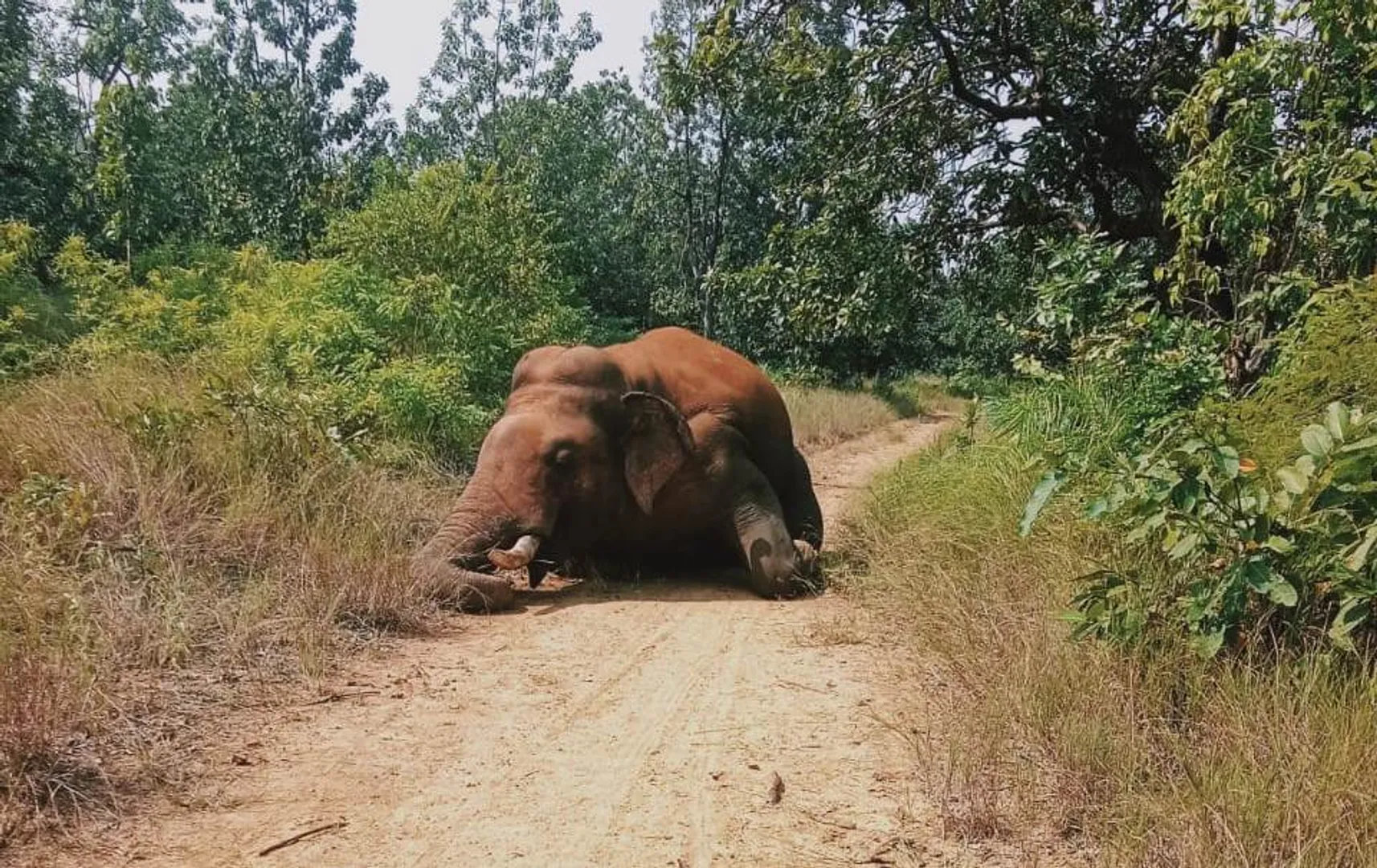 elephant