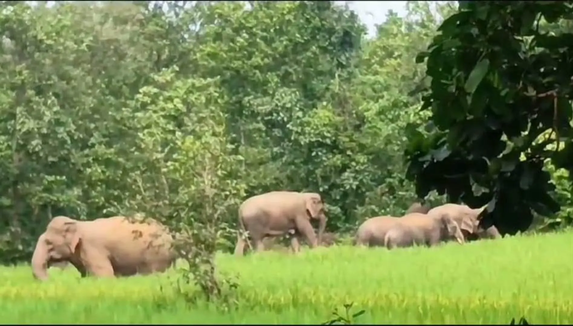 ୩ ହାତୀ ମୃତ୍ୟୁ ଘଟଣାରେ ଫରେଷ୍ଟର ଓ ଫରେଷ୍ଟ ଗାର୍ଡ ଉପରେ ହେବ କାର୍ଯ୍ୟାନୁଷ୍ଠାନ