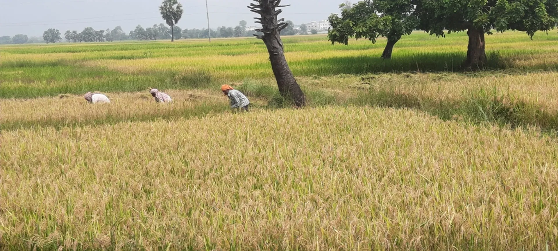ସାଟେଲାଇଲ ସର୍ଭେ ପରେ ମାଲକାନଗିରି ଜିଲ୍ଲାରେ ୧୬,୪୮୨ ଚାଷୀ ଫେକ