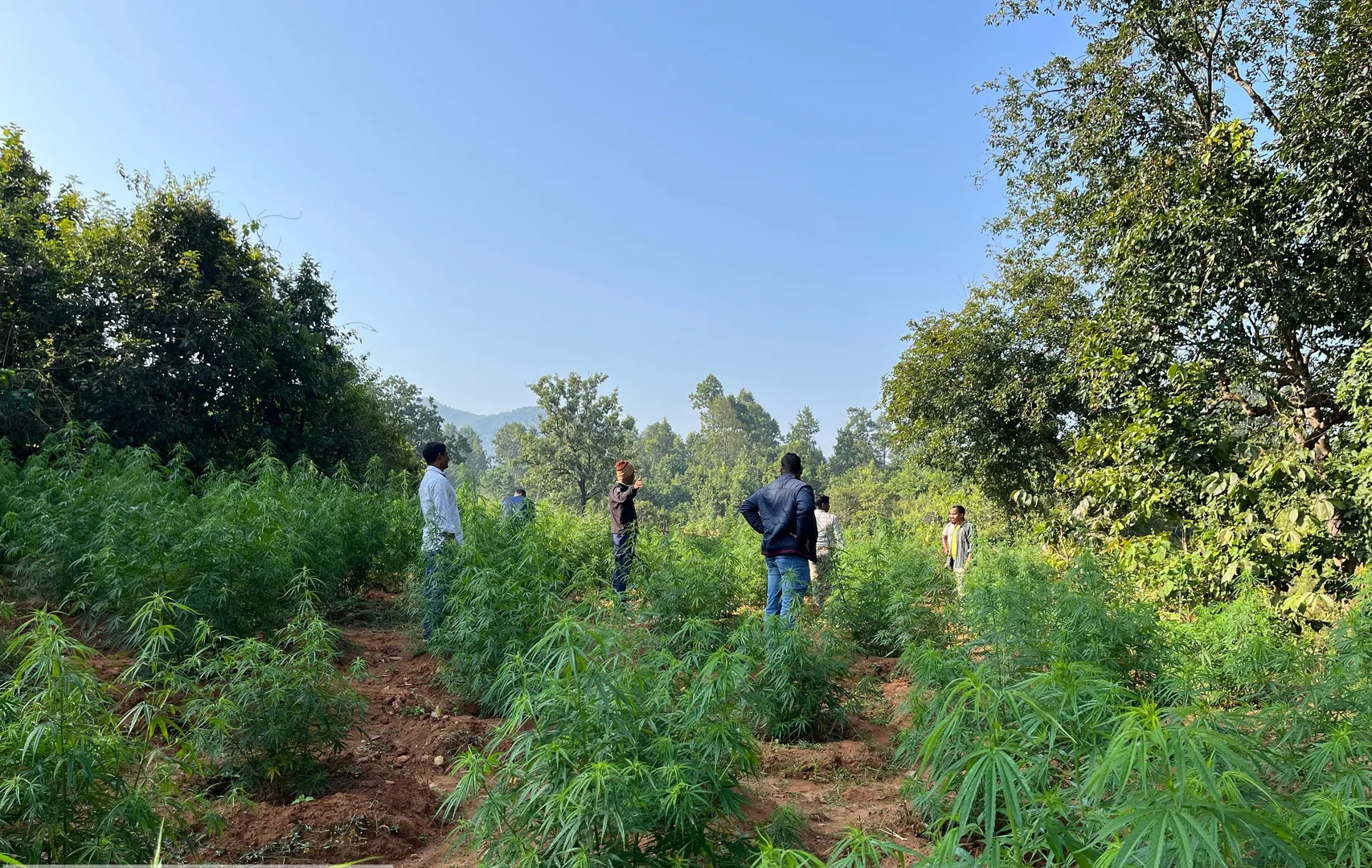 ଅପରେସନ ଗ୍ରିନ୍‌ କ୍ଲିନ୍‌: ୩୬ ହଜାର ଗଂଜେଇ ଗଛ ନଷ୍ଟ କଲା ଅବକାରୀ ବିଭାଗ