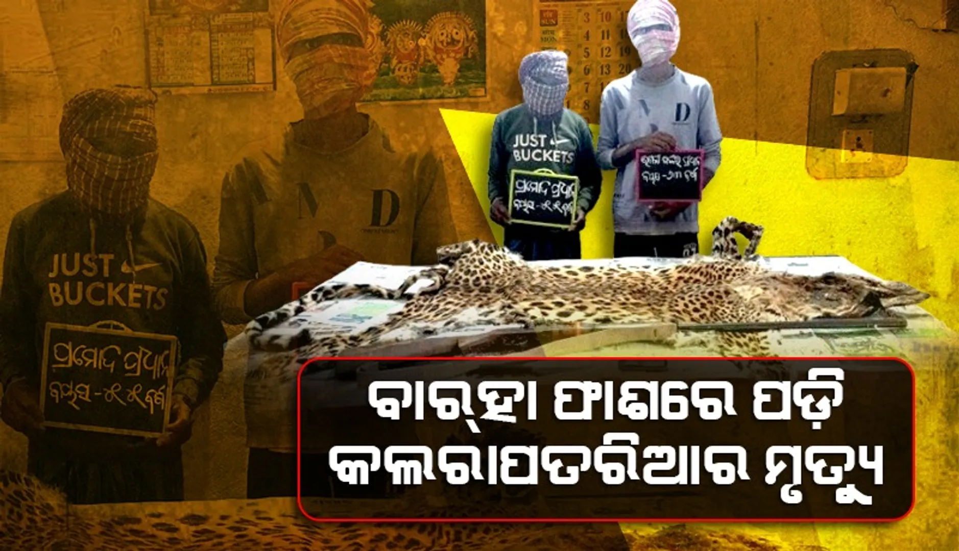 କଲରାପତରିଆ ବାଘଛାଲ ଜବତ ଘଟଣା: ୨ଜଣଙ୍କୁ କୋର୍ଟ ଚାଲାଣ କଲା ବନ ବିଭାଗ
