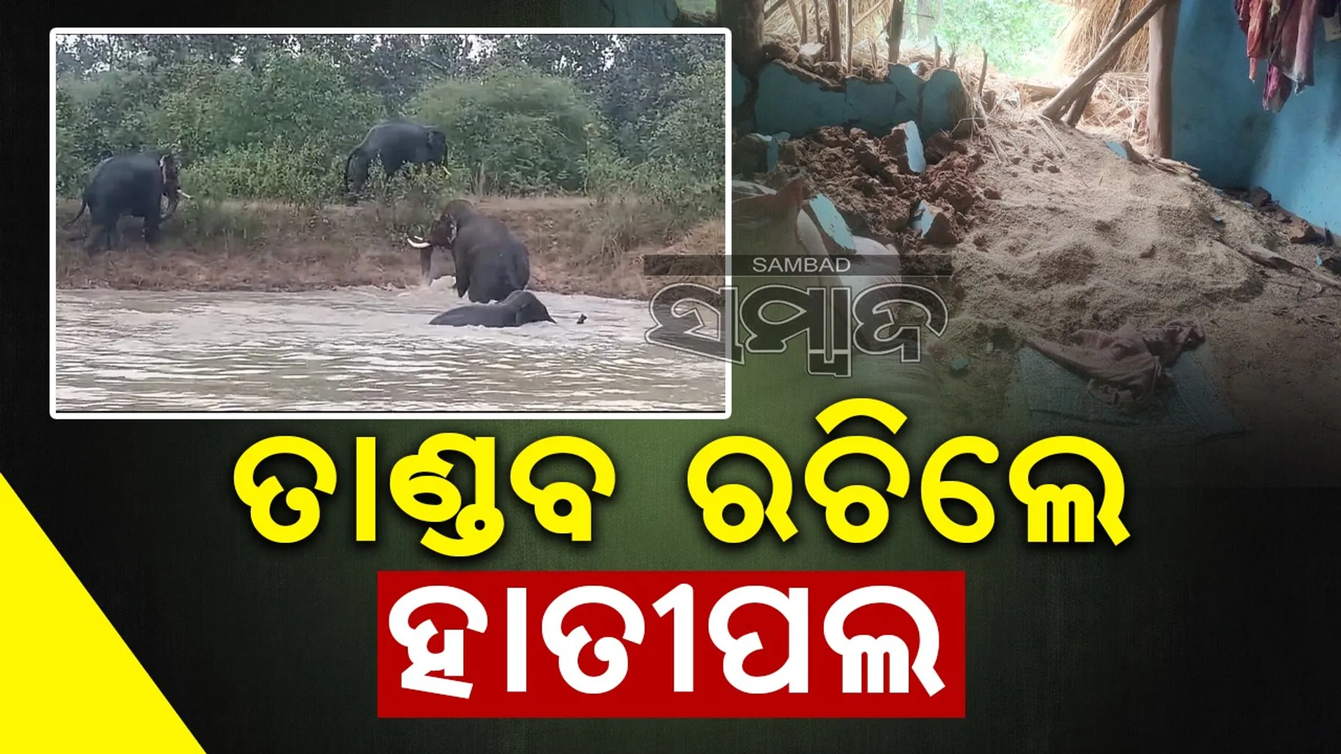 ଗଜରାଜଙ୍କ ଉତ୍ପାତ: ଦଳି‌ ପକାଉଛନ୍ତି କୁଡ଼ିଆ ଘର, ଖାଇ ଯାଉଛନ୍ତି ଫସଲ