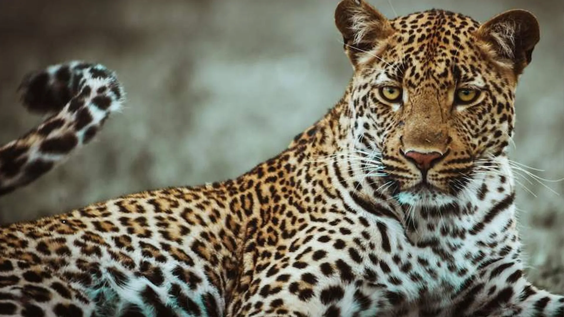 tiger kalarapataria