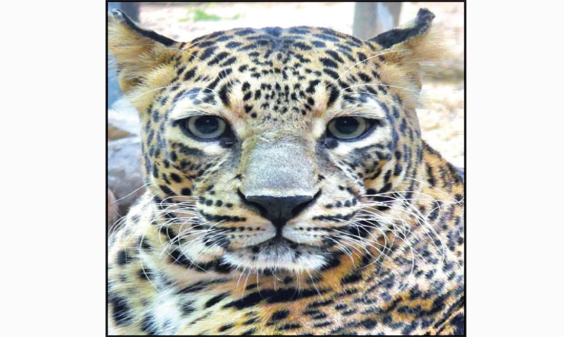 tiger22