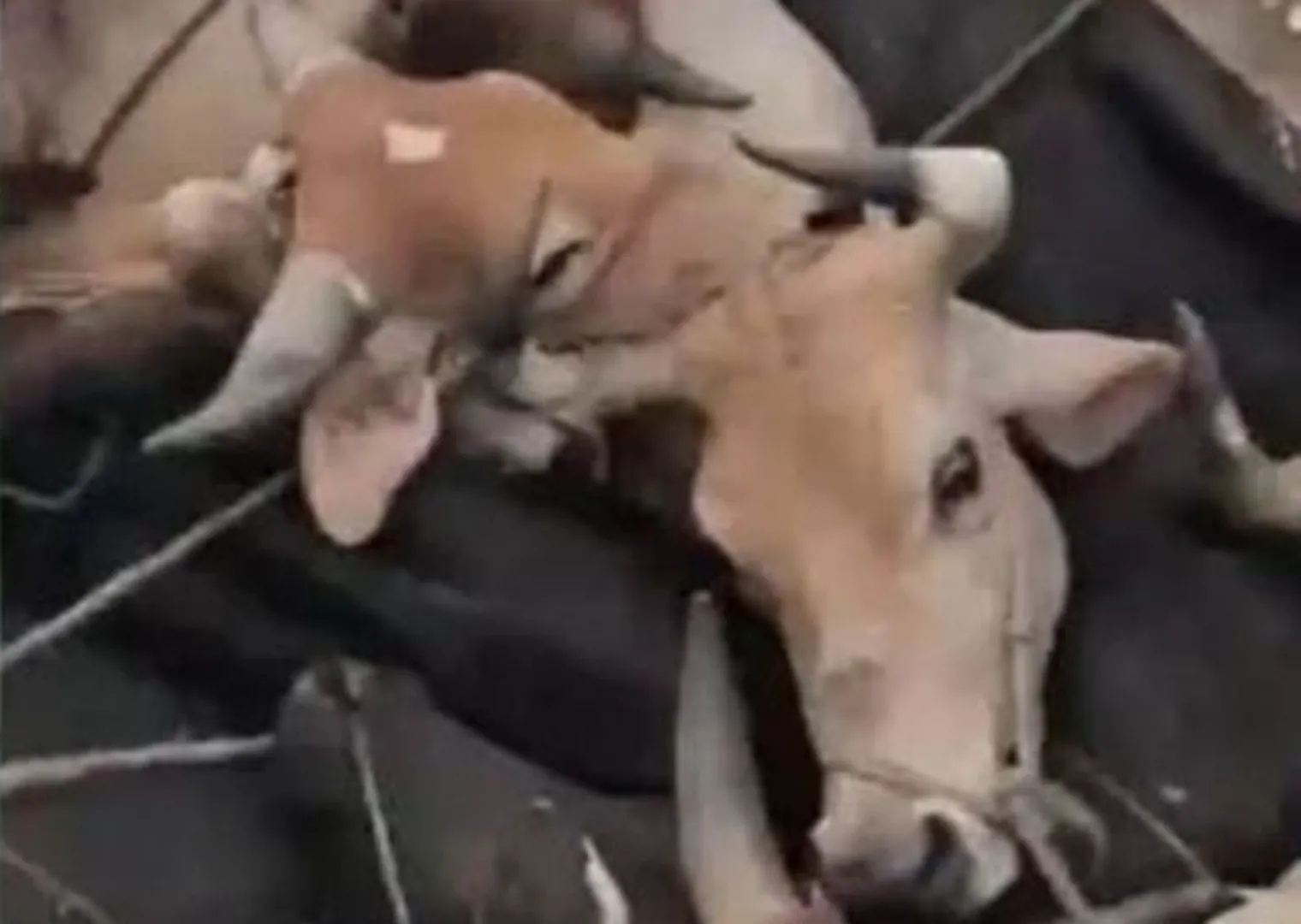 1 Cattle smuggling