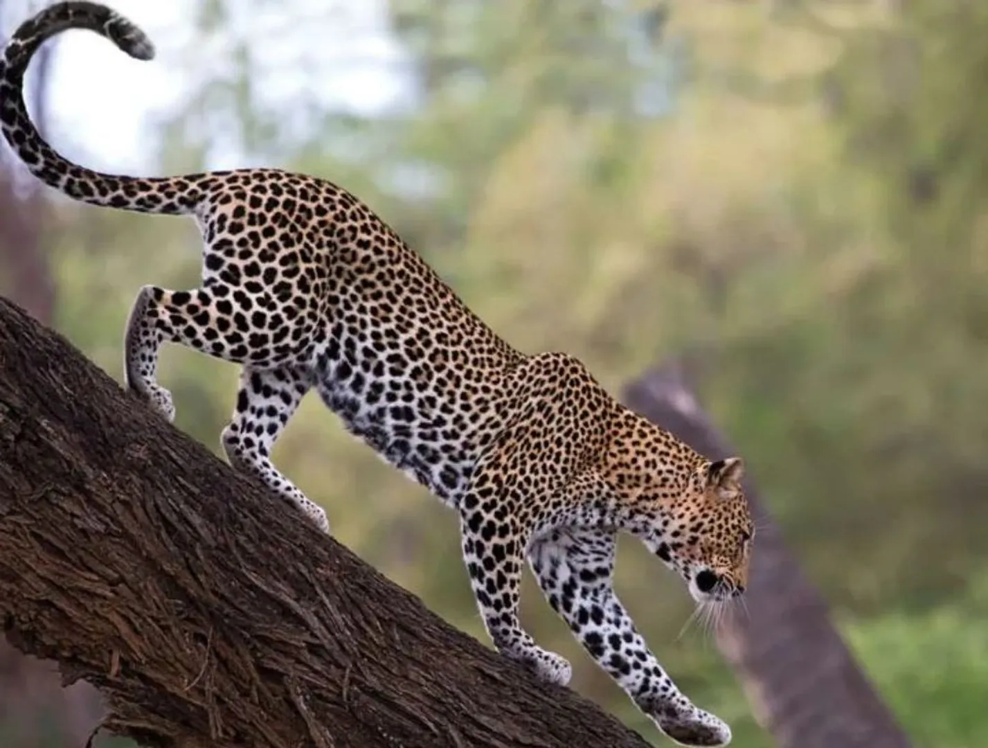 leopard