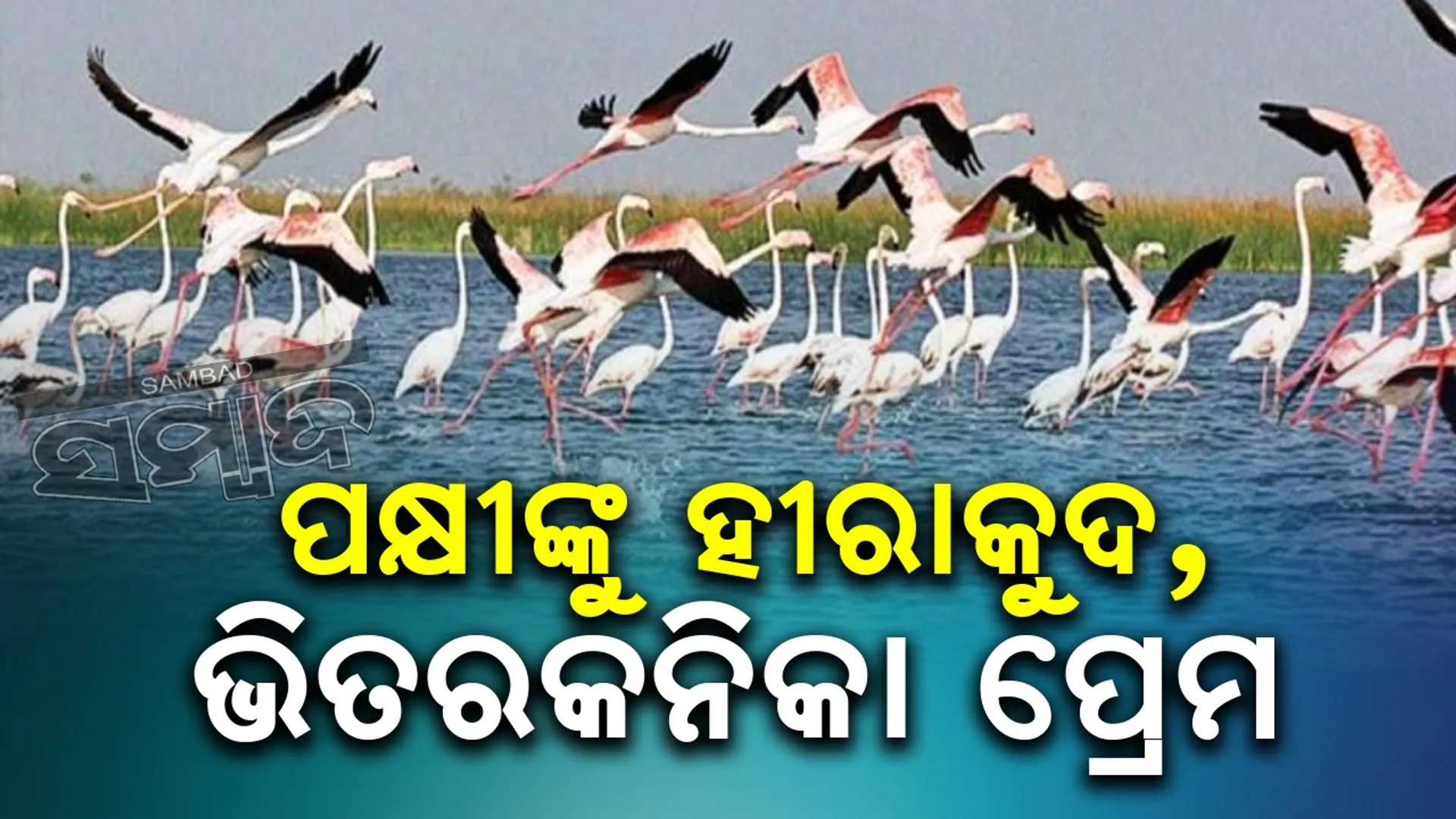 ଚିଲିକାରେ କମିଲେ ପକ୍ଷୀ; ବିହଙ୍ଗଙ୍କୁ ଆକର୍ଷିତ କରୁଛି ହୀରାକୁଦ ଡ୍ୟାମ୍‌
