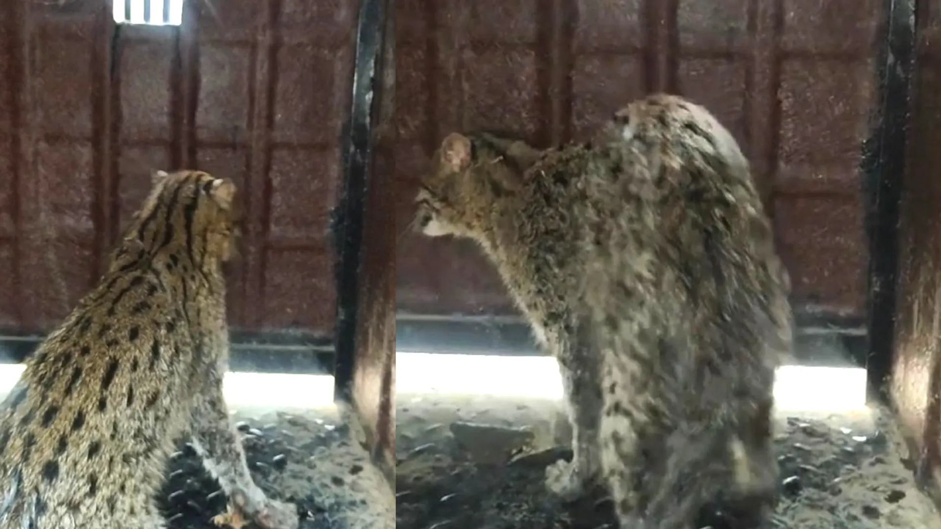 Fishing cat