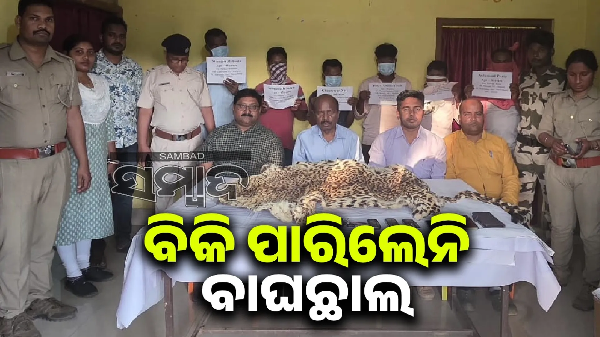 Tiger skin seized