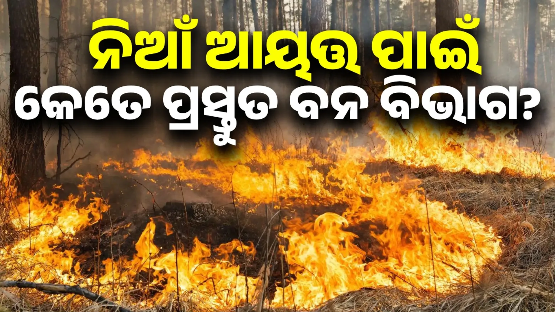 Forest fire