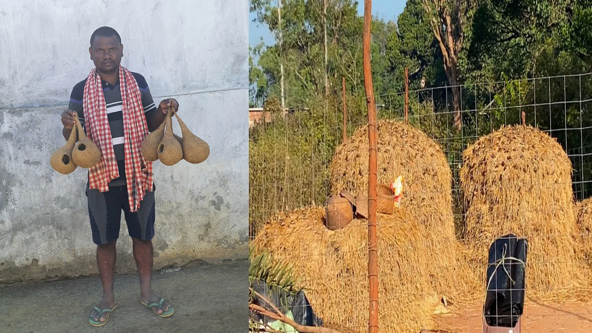 ଘରଚଟିଆ ଏବଂ ବାଇଚଢେଇଙ୍କର ସଂରକ୍ଷଣ ଓ ବଂଶ ବୃଦ୍ଧି ପାଇଁ କାର୍ଯ୍ୟ କରୁଛନ୍ତି ରେଭେନ୍ସା ବିଶ୍ଵବିଦ୍ୟାଳୟର ପିଏଚଡ଼ି ଗବେଷକ ଛାତ୍ର ରାଜେଶ