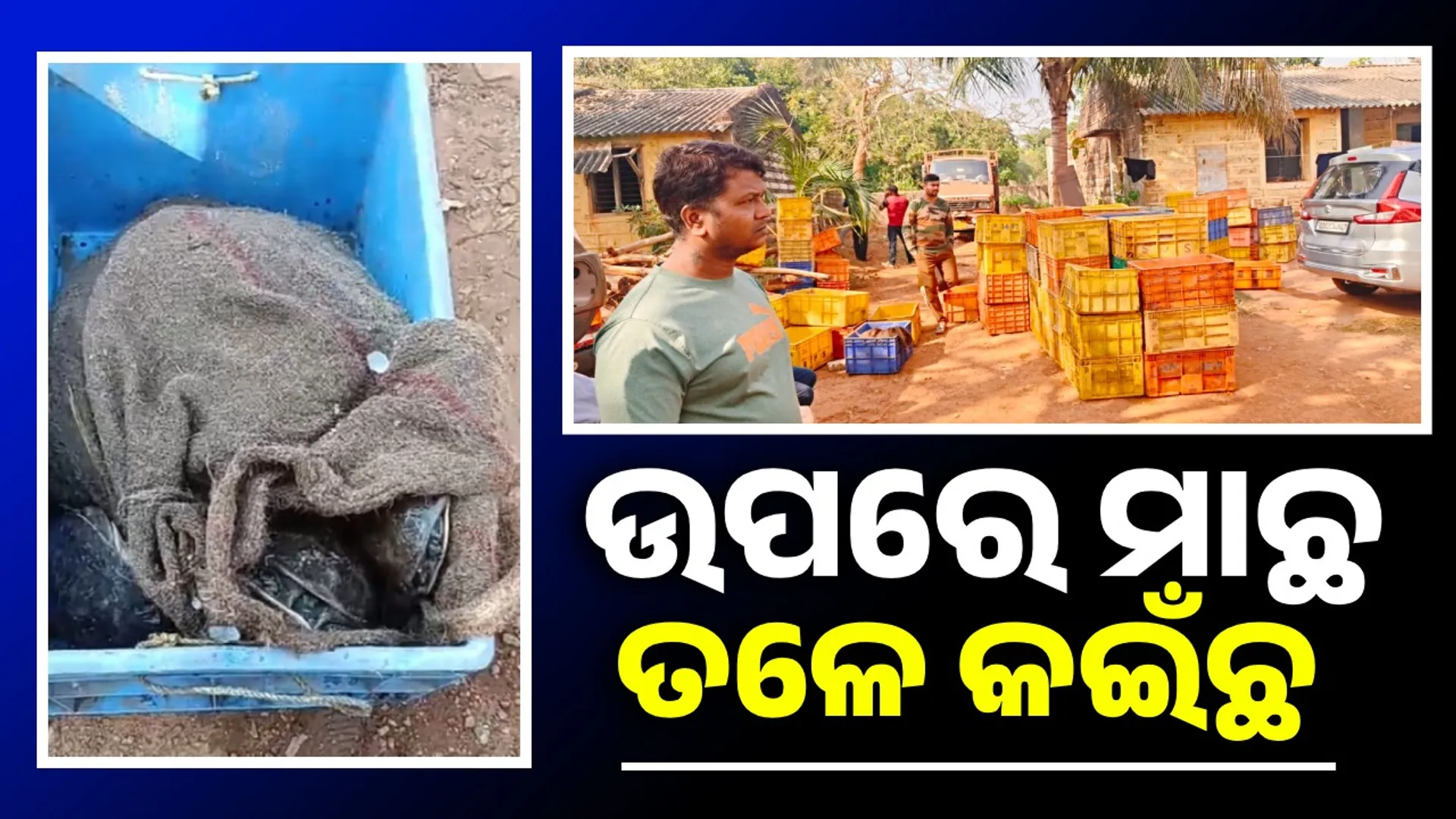 ଆନ୍ଧ୍ରରୁ ପଶ୍ଚିମବଙ୍ଗକୁ ଚାଲାଣ ହେଉଥିଲା କଇଁଛ; ଜଙ୍କିଆରେ ଧରିଲା ବନ ବିଭାଗ