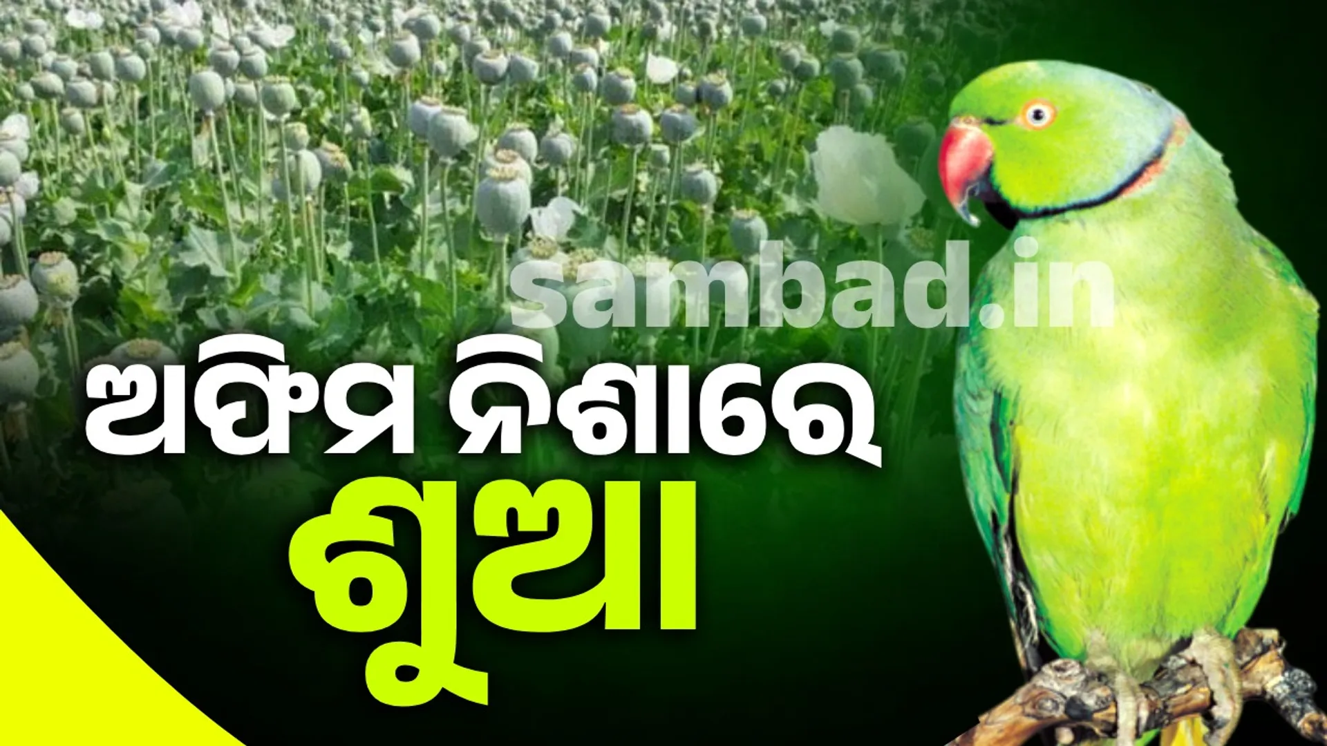 parrot Caught in the net of opium addiction: Farmers worried