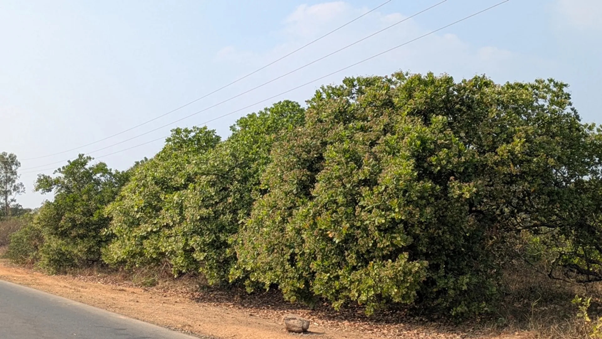 Koraput