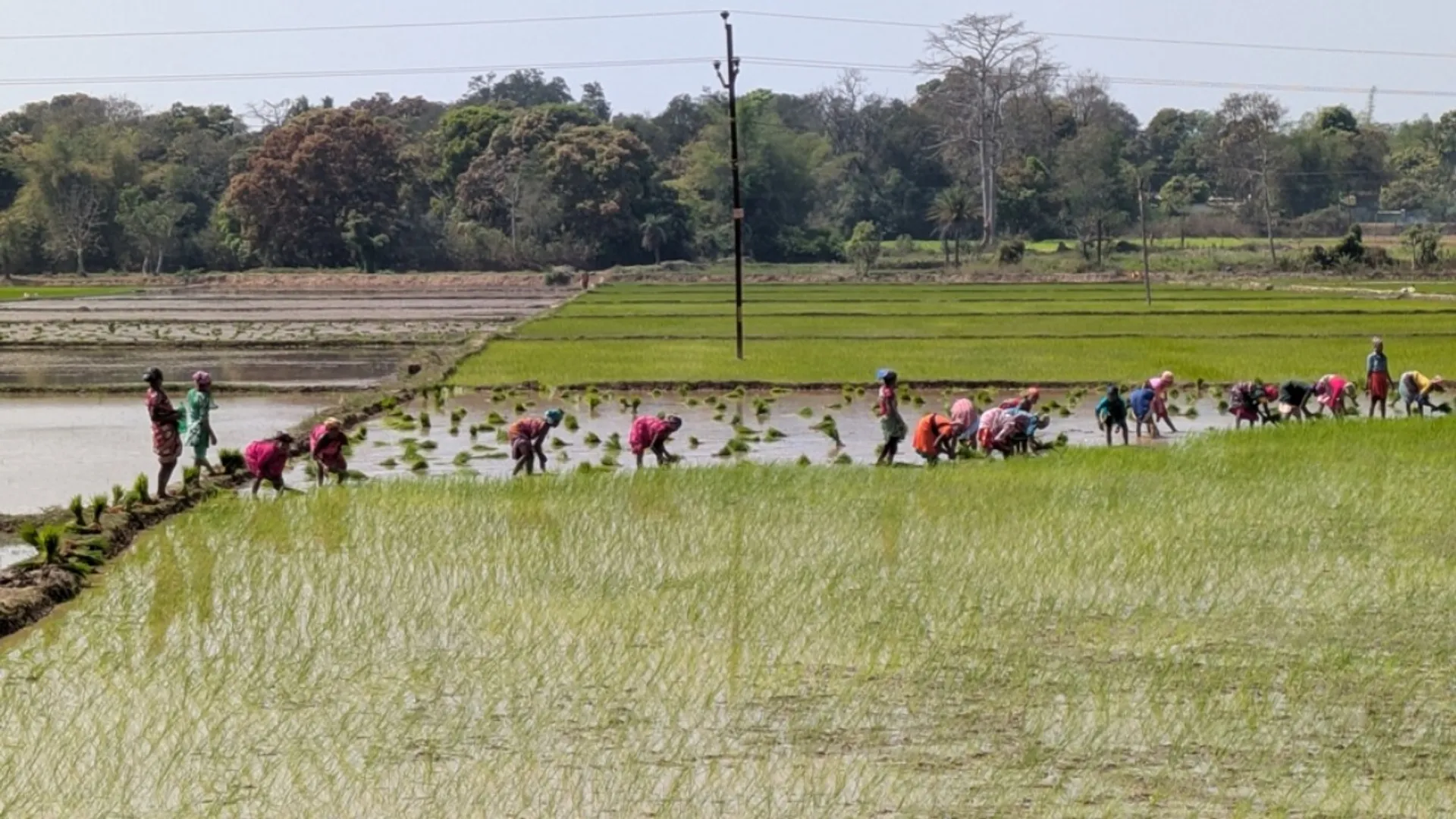 Rabi paddy cultivation in 20,000 hectares: Rua has begun