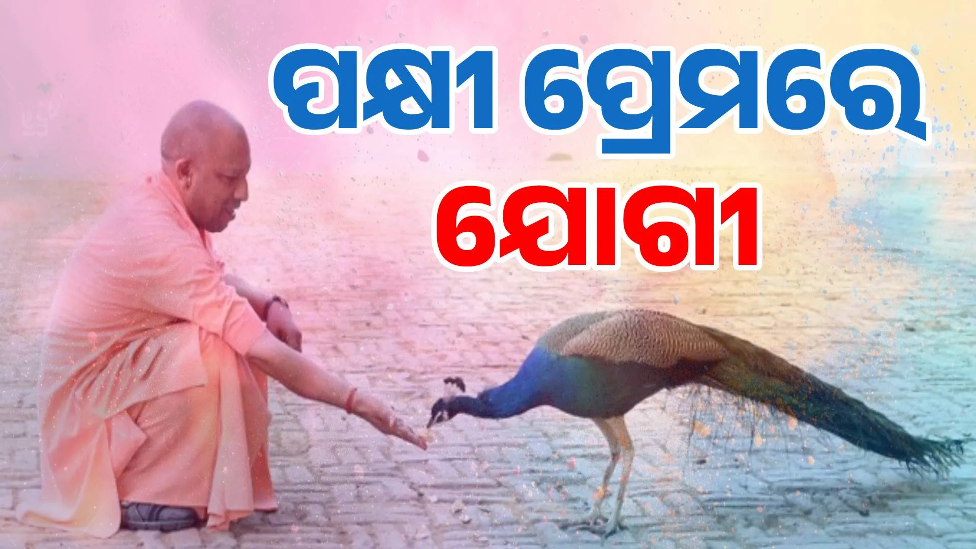 bird and yogi
