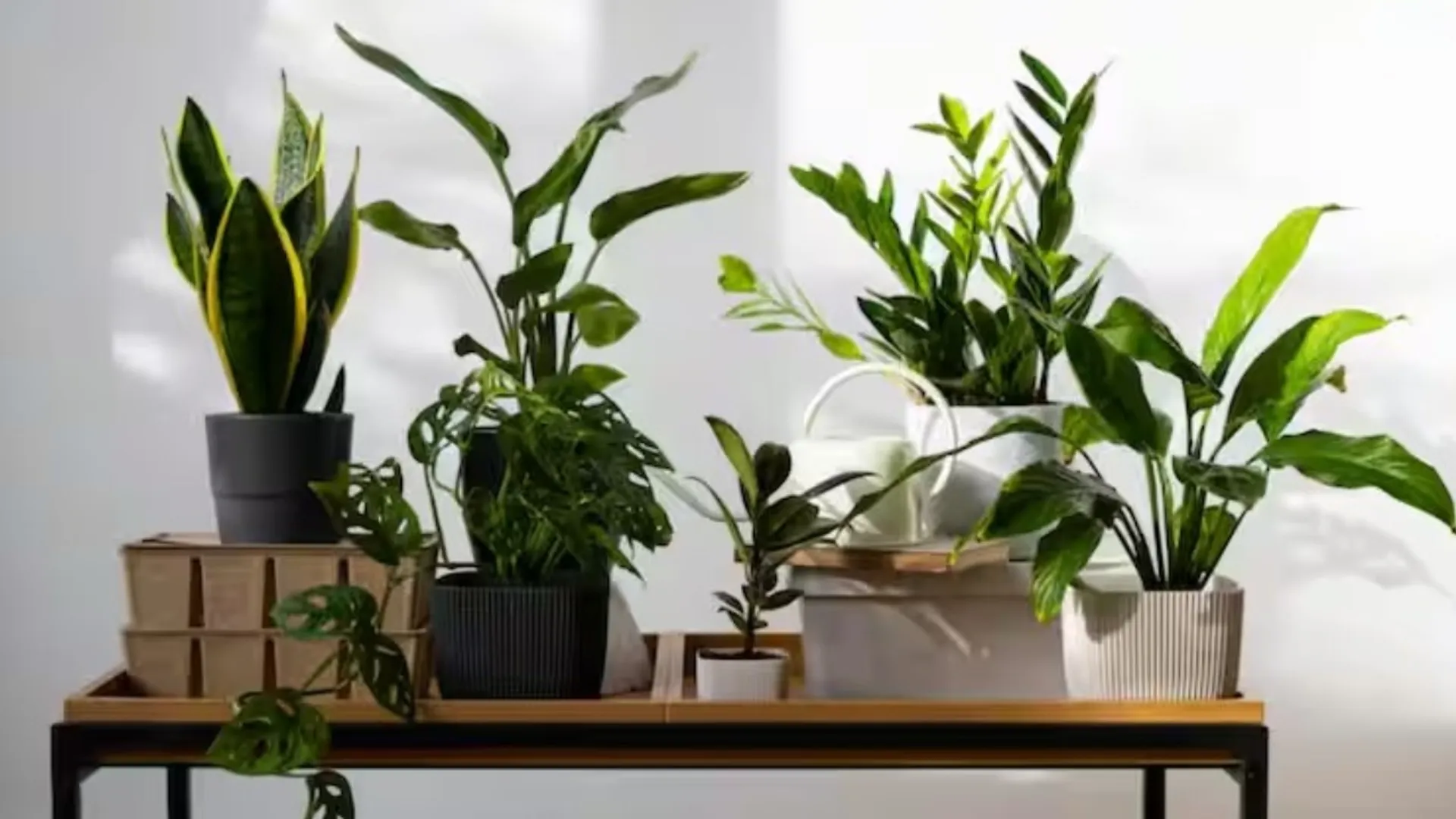 plant