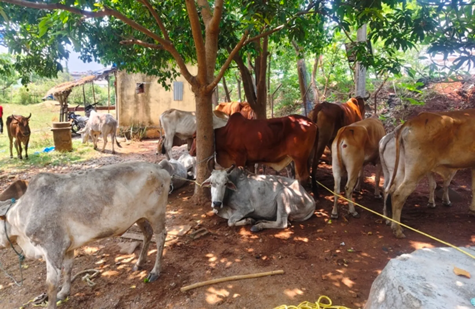 ବେଆଇନ୍‌ ଗୋରୁ ବୋଝେଇ ୪ଟି ଟ୍ରକ୍‌ ଜବତ, ୧୦୫ ଗାଈ-ବଳଦ ଉଦ୍ଧାର