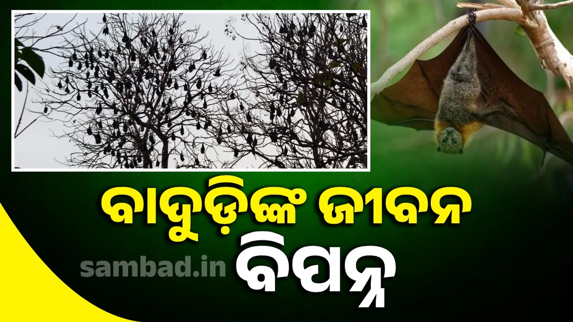 bat in Rairangpur