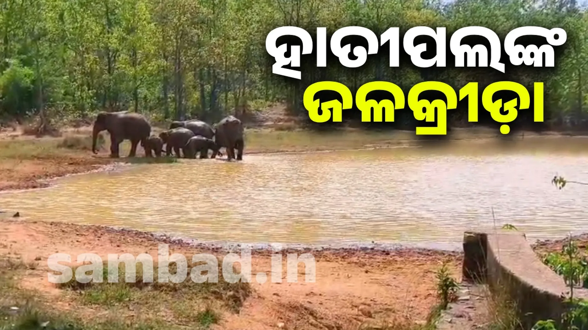 Elephant bath in Keonjhar