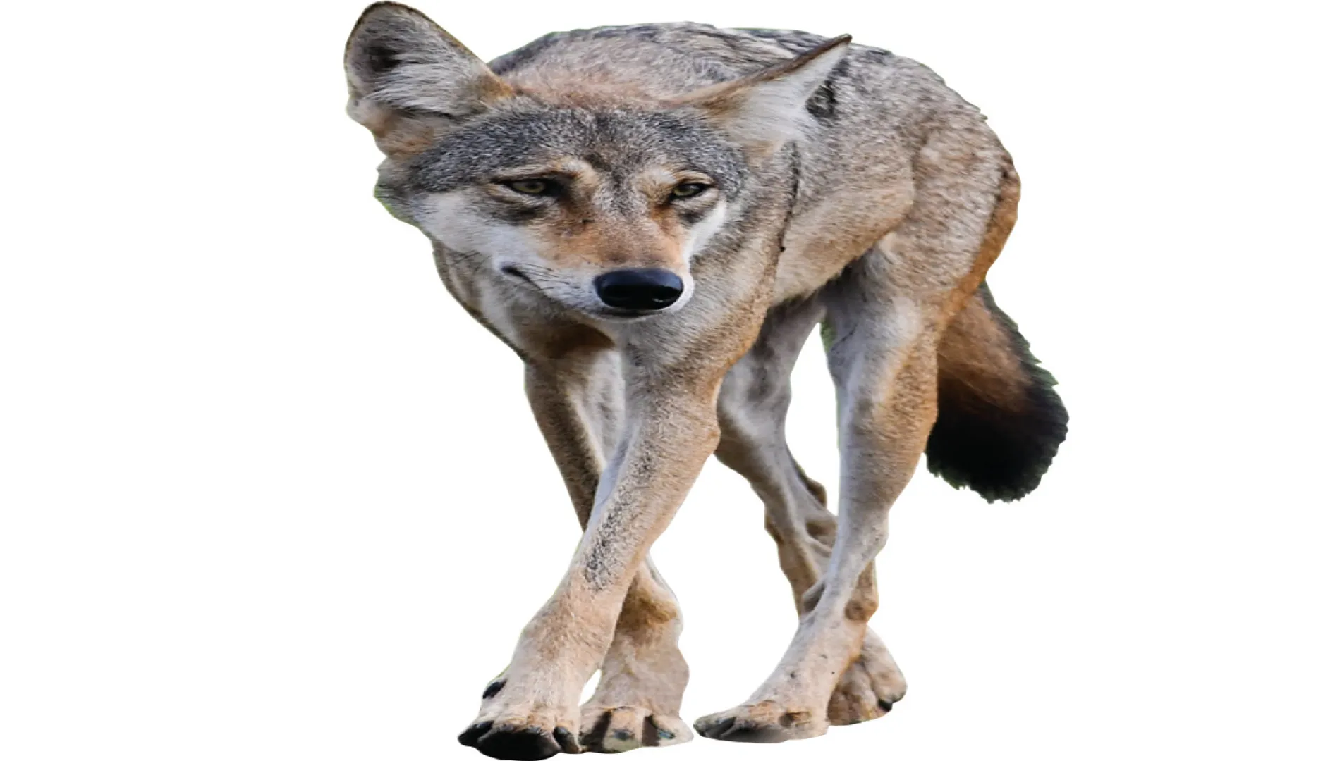 dgdgcvv