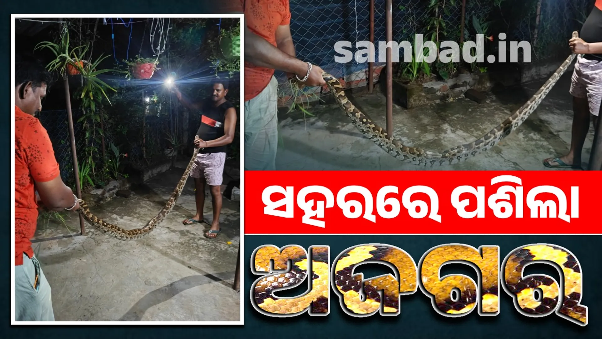 python entered the city in search of food
